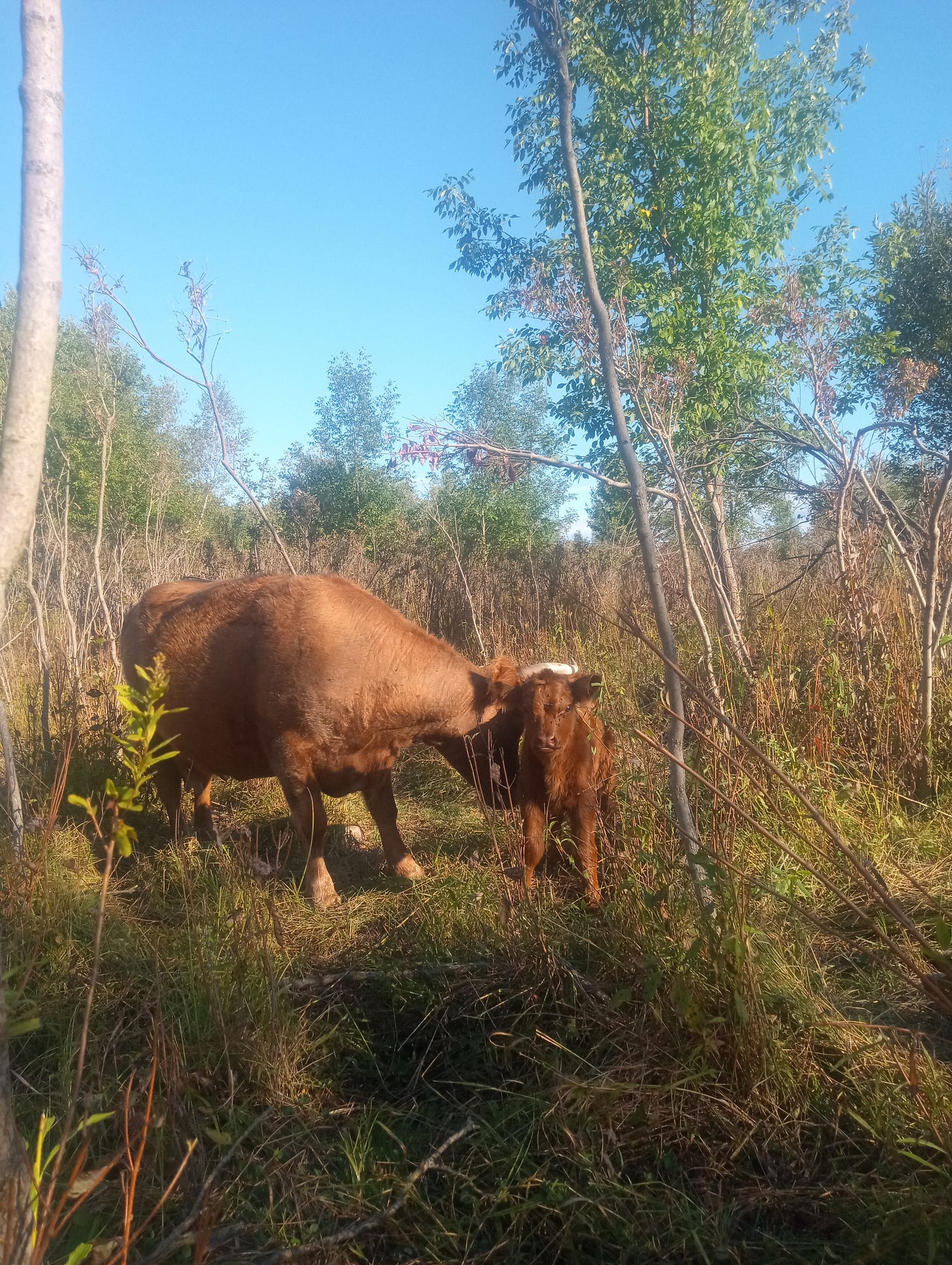 A mother Scotch Highland cow, tan-and-black-brindled with horns, licks her day-old calf. They stand in a shrubland, surrounded by foliage and under a bright blue sky.