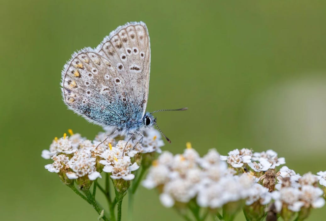 L’azuré des mouillères en hausse : un espoir pour la biodiversité L’azuré des mouillères en hausse : un espoir pour la biodiversité