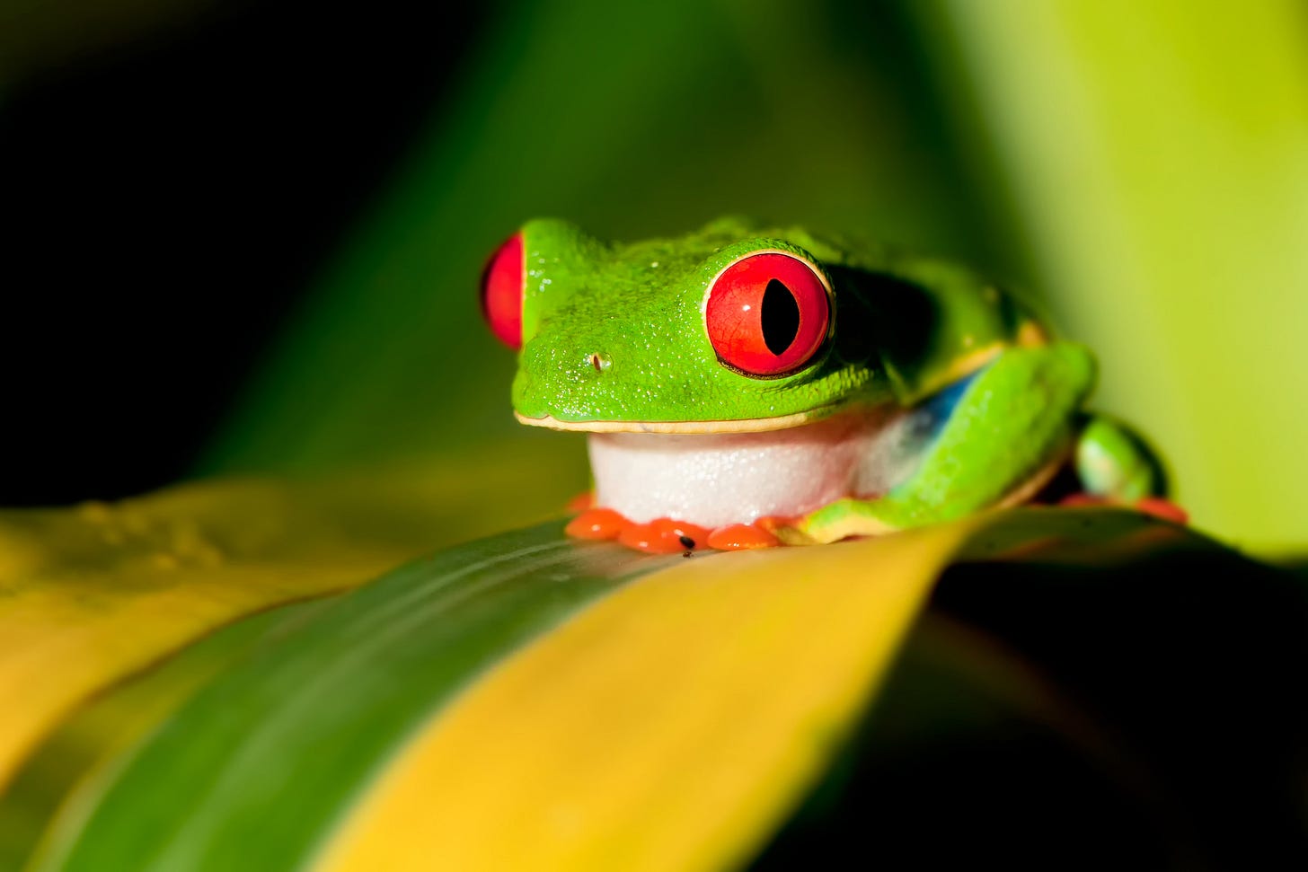Cute little green frog with red eyes and orange feet sitting on a leaf