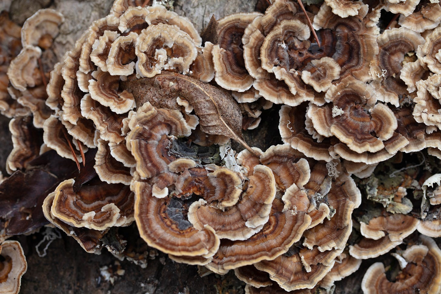 Overhead view of a complex of shelf mushrooms, many spirals of brown-and-tan-striped fan-shaped brackets.