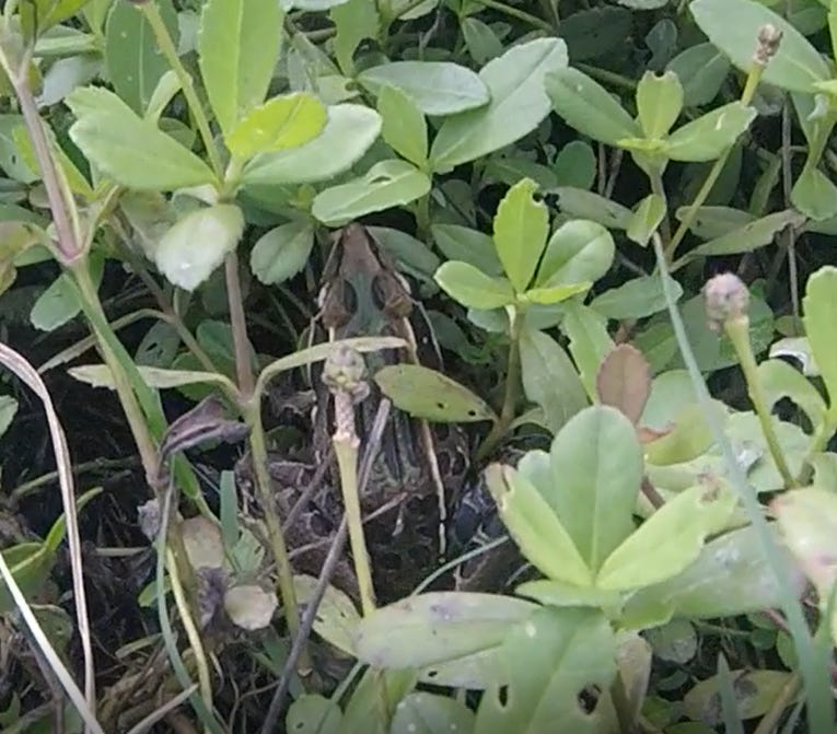 Southern Leopard Frog in weeds
