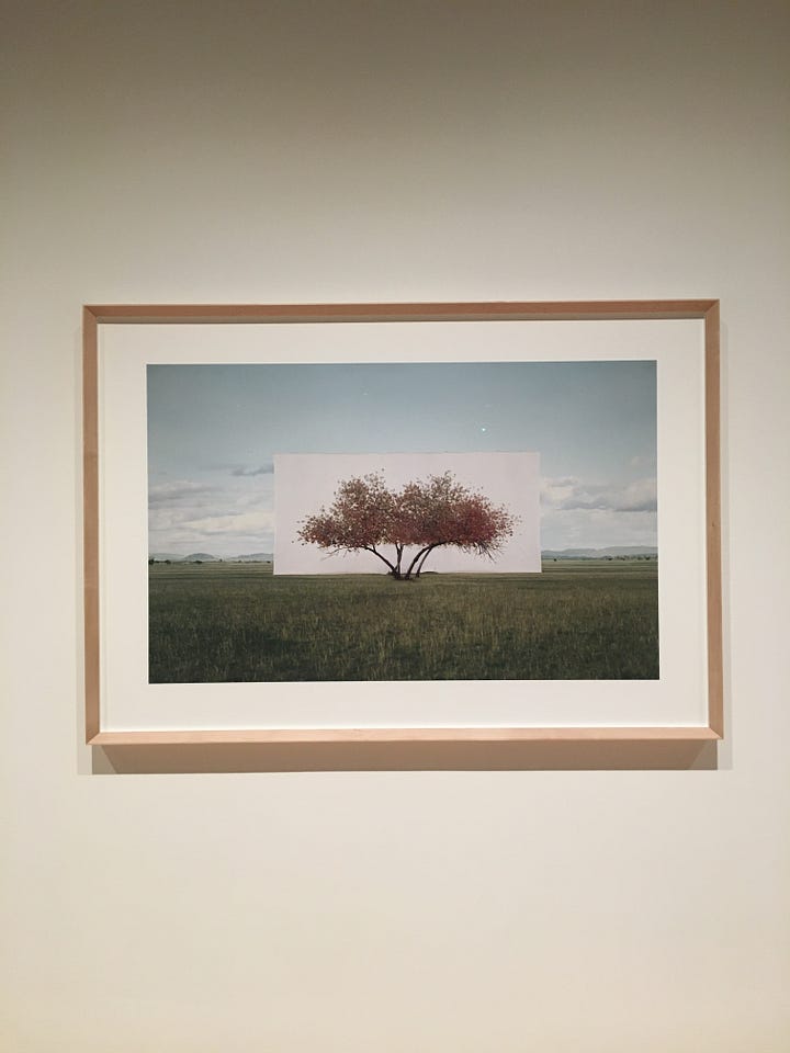 Robert Adams — Fort Collins, Colorado [1976] / Myoung Ho Lee — Tree… #2 [2012].