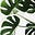 plantlover's avatar