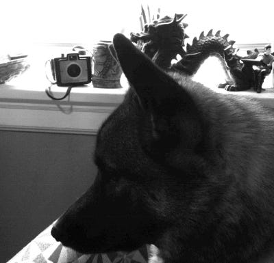 The Writer Elkhound, Thora, in monotone hues. She stares with great thought as grey sunlight ensconces her majesty.