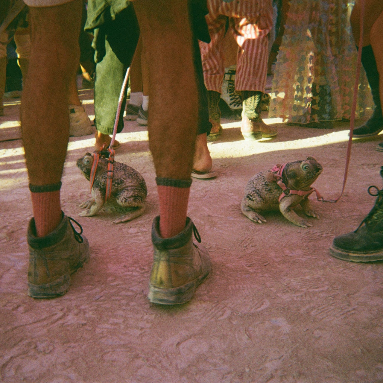 Mental Zoomies 