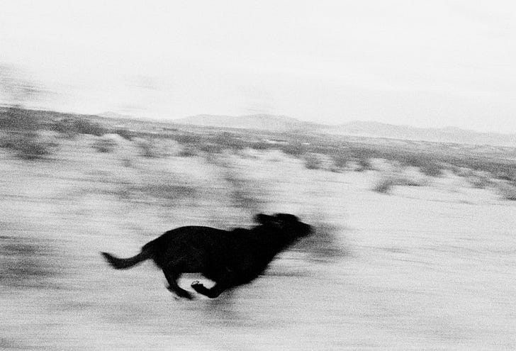 Dogs Chasing My Car in the Desert