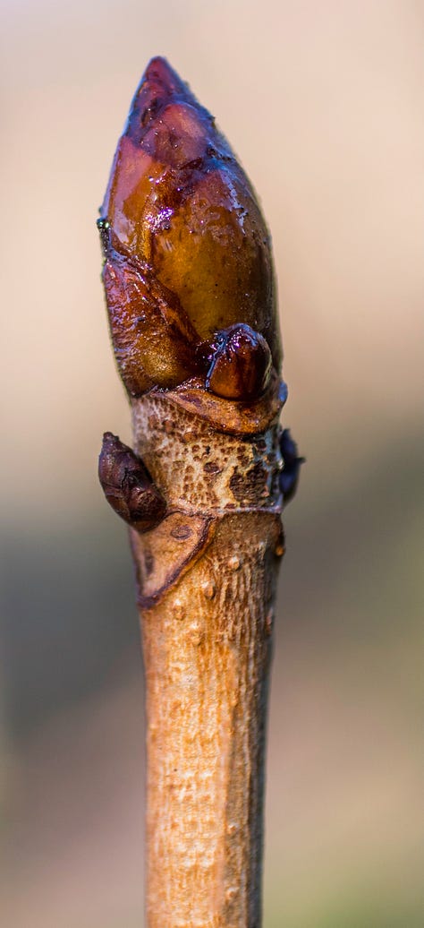 Three examples of twigs with buds
