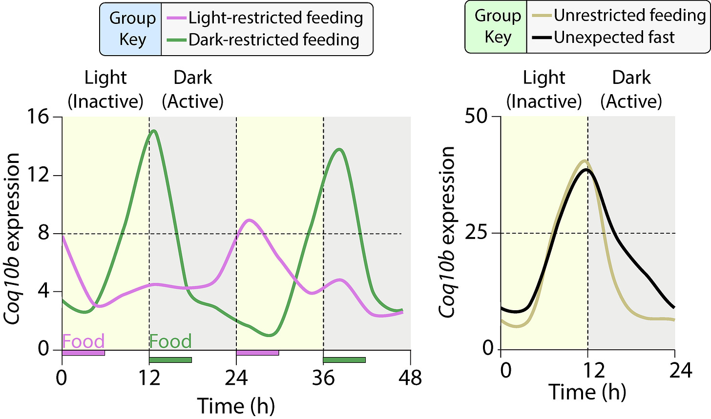 Two graphs showing how the mitochondrial-associated gene Coq10b adapted to new feeding schedules but maintained its rhythm during an unexpected fast, suggesting that mitochondrial timing programs may reflect more than immediate nutrient availability. Two graphs showing how the mitochondrial-associated gene Coq10b adapted to new feeding schedules but maintained its rhythm during an unexpected fast, suggesting that mitochondrial timing programs may reflect more than immediate nutrient availability.