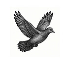 Story XIX: Pigeons