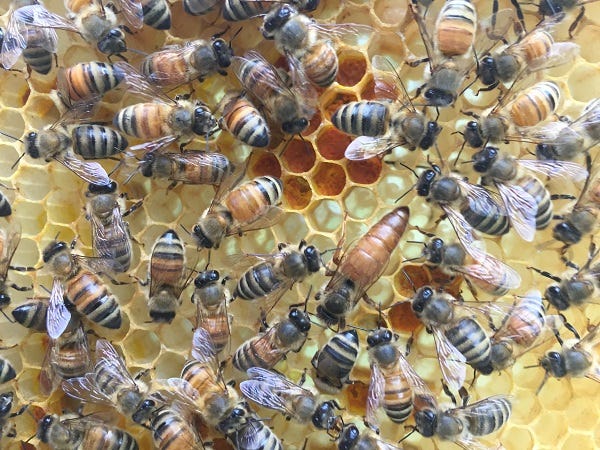 queen honey bee surrounded by worker bees on comb