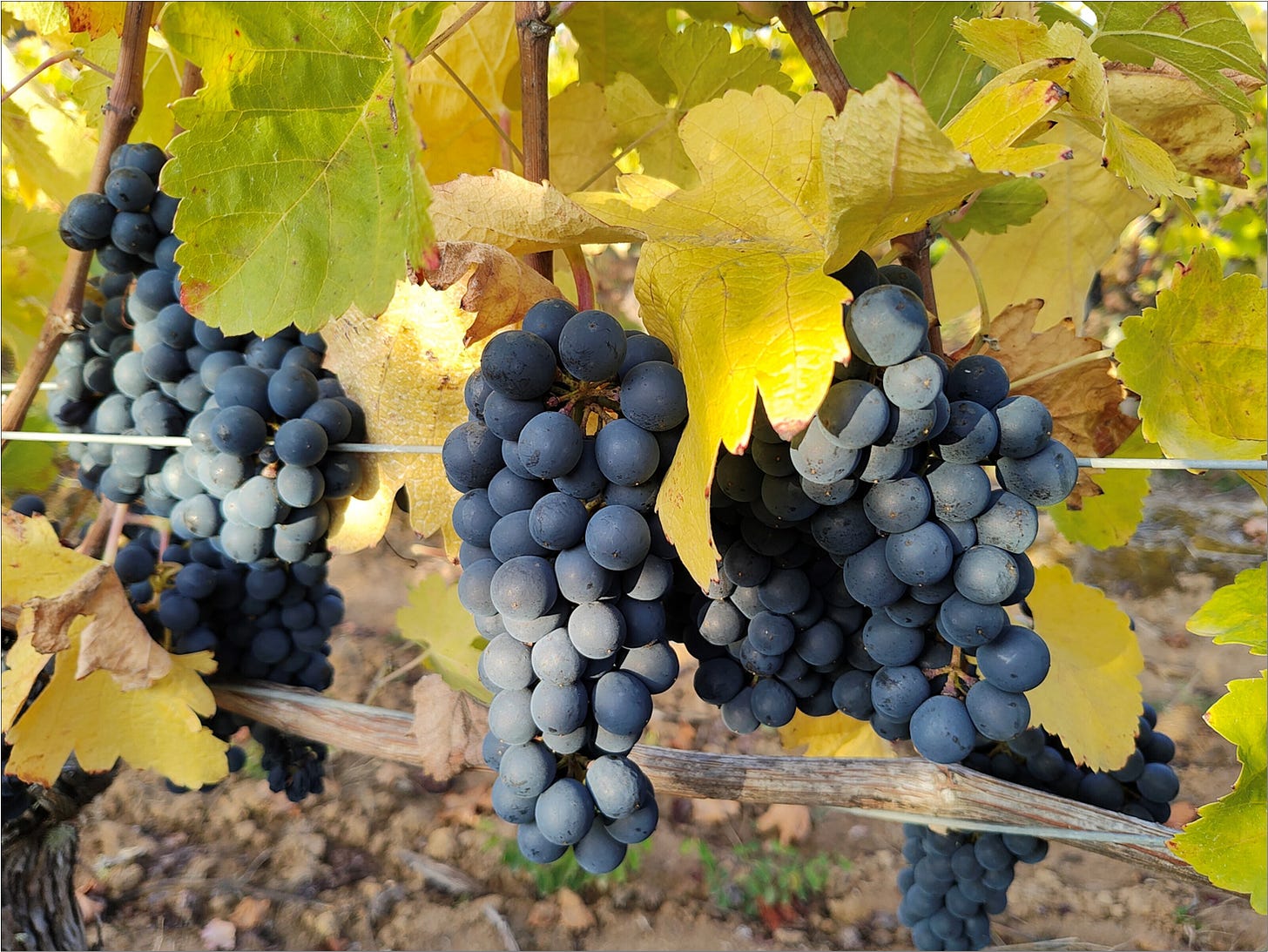  Aren't they just the CUTEST little clusters?!