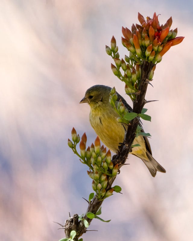 20250430-Chiricahuas-1044-Edit.jpg 20250430-Chiricahuas-1044-Edit.jpg