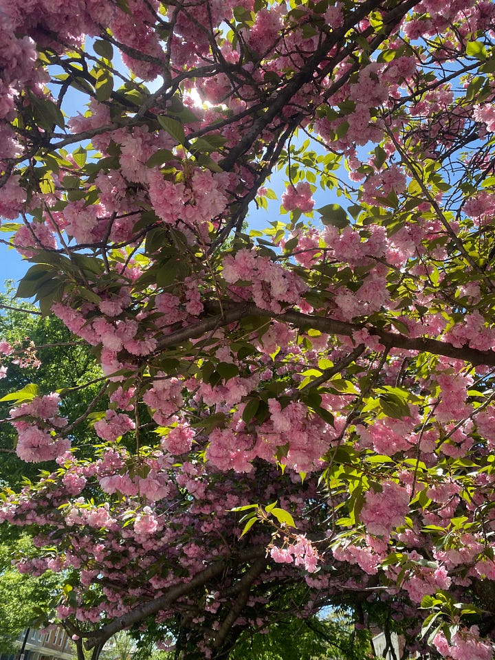 Cherry blossoms