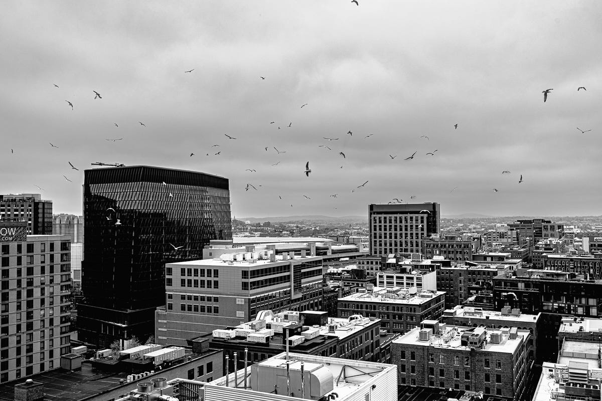 Flock of gulls flying chaotically over Boston’s Seaport buildings, viewed from above in dramatic black and white. Flock of gulls flying chaotically over Boston’s Seaport buildings, viewed from above in dramatic black and white.
