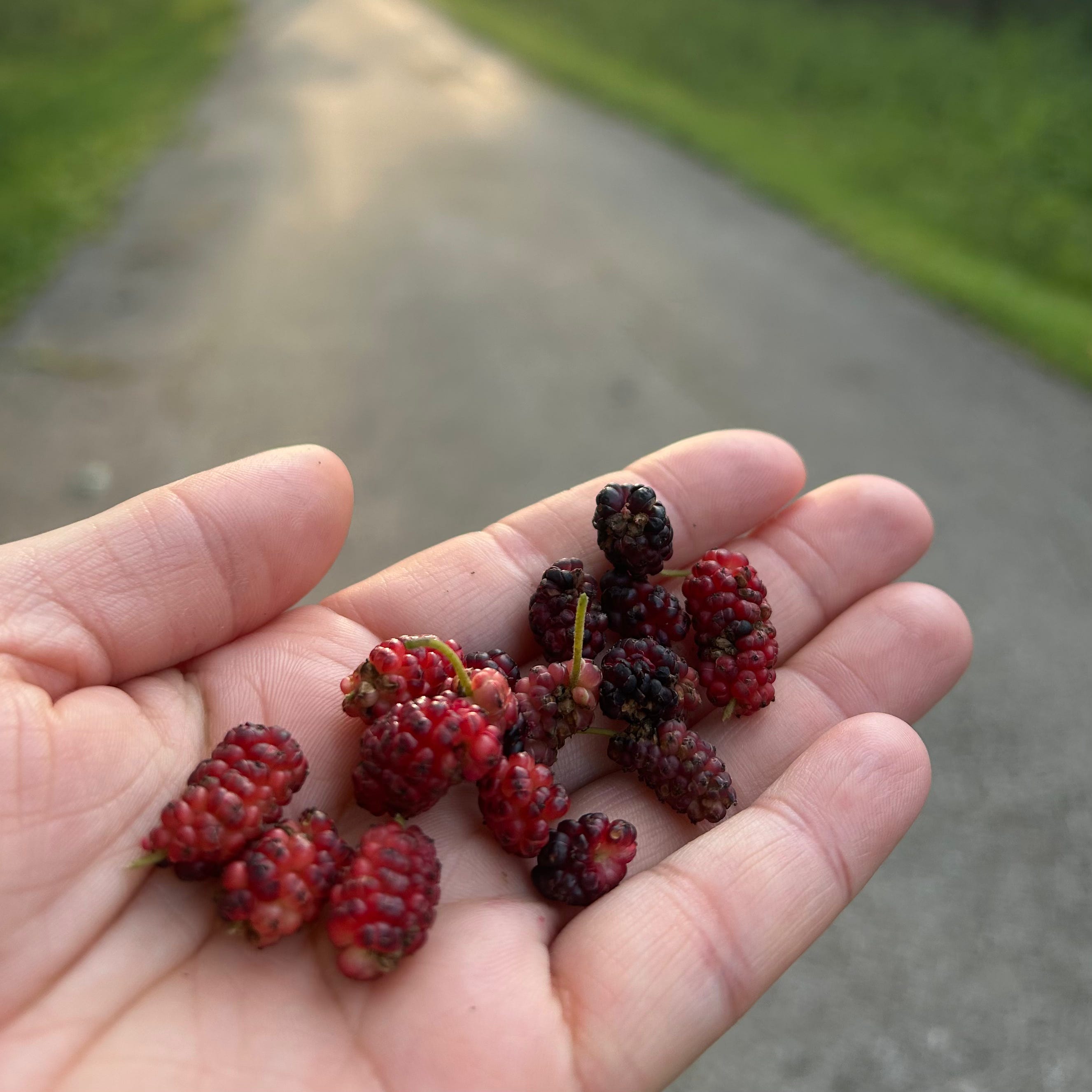 Foraging Guide: Mulberries - by Nicole Garner Meeker