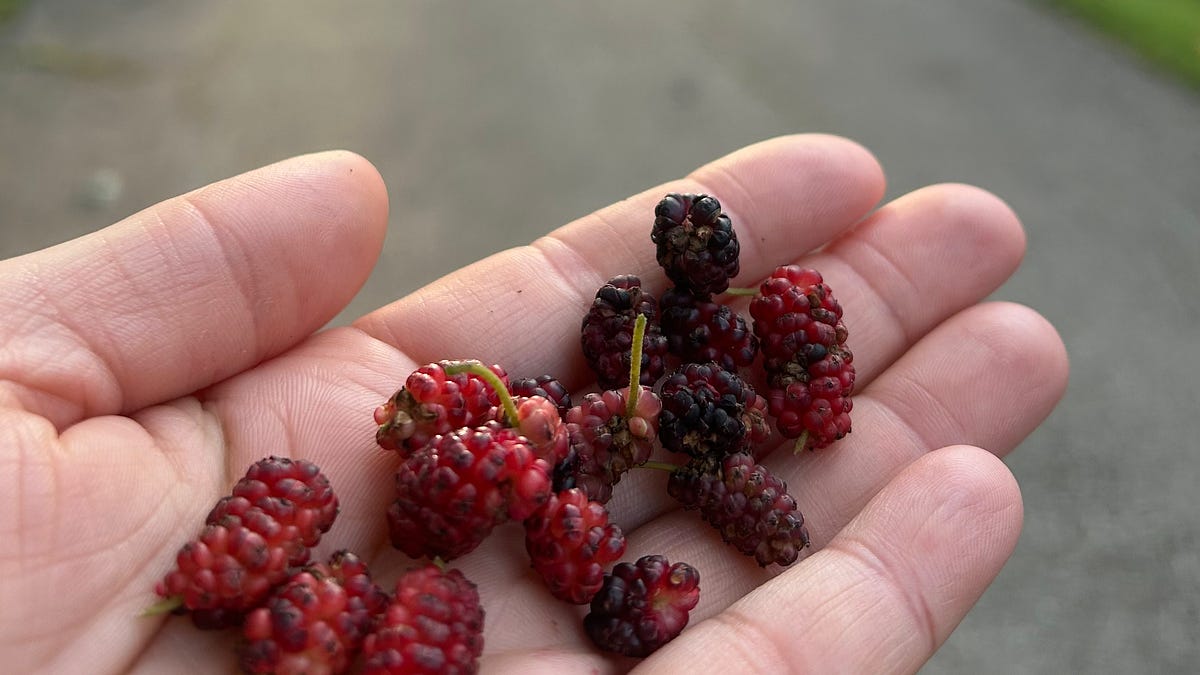Foraging Guide: Mulberries - by Nicole Garner Meeker