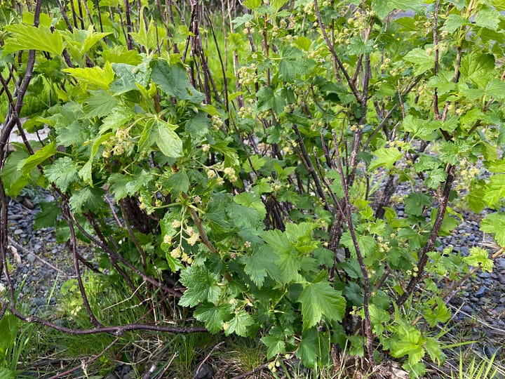 Two images of blackcurrant bushes with leaves and flowers