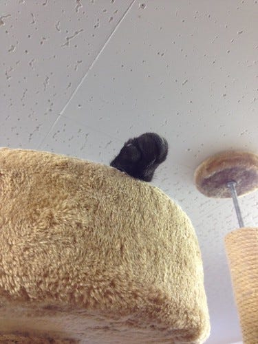 Cat Cafe Tokyo Cat Cafe Tokyo