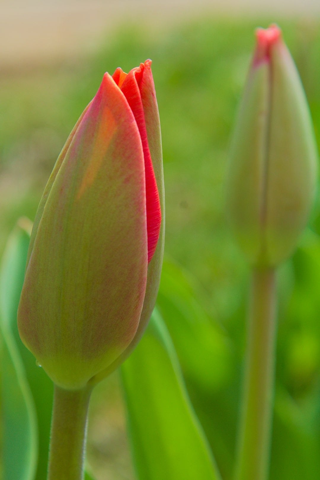 Two red tulip buds beginning to open. Two red tulip buds beginning to open.