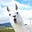 ChrisCringle's avatar