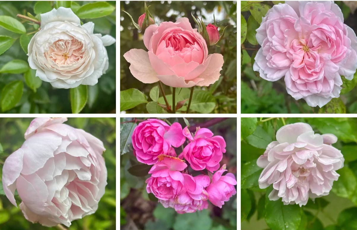 pretty pink roses in a cottage garden in autumn