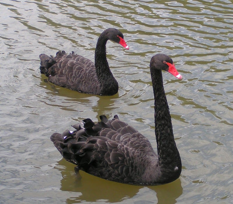 Pair of black swans swimming Pair of black swans swimming