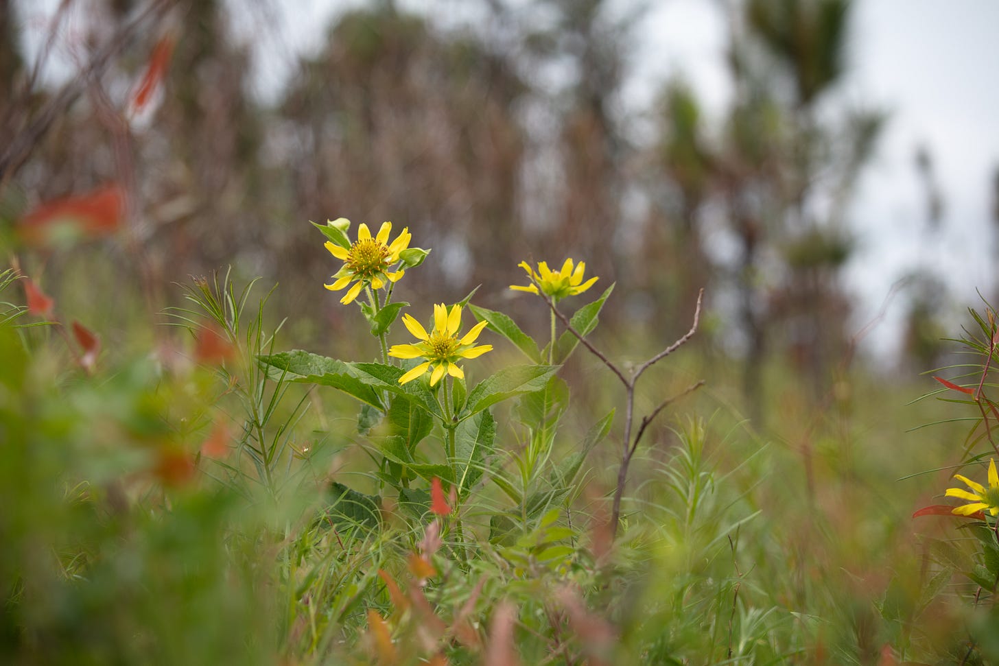 Yellow flowers against a soft-focus background of green grass, a few red leaves, brown and green pine trees, and blue sky Yellow flowers against a soft-focus background of green grass, a few red leaves, brown and green pine trees, and blue sky