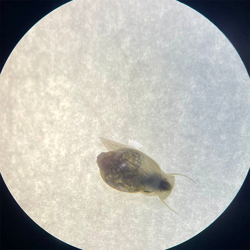 molusco cinza, visto em microscópio, fundo cinza claro. molusco cinza, visto em microscópio, fundo cinza claro.