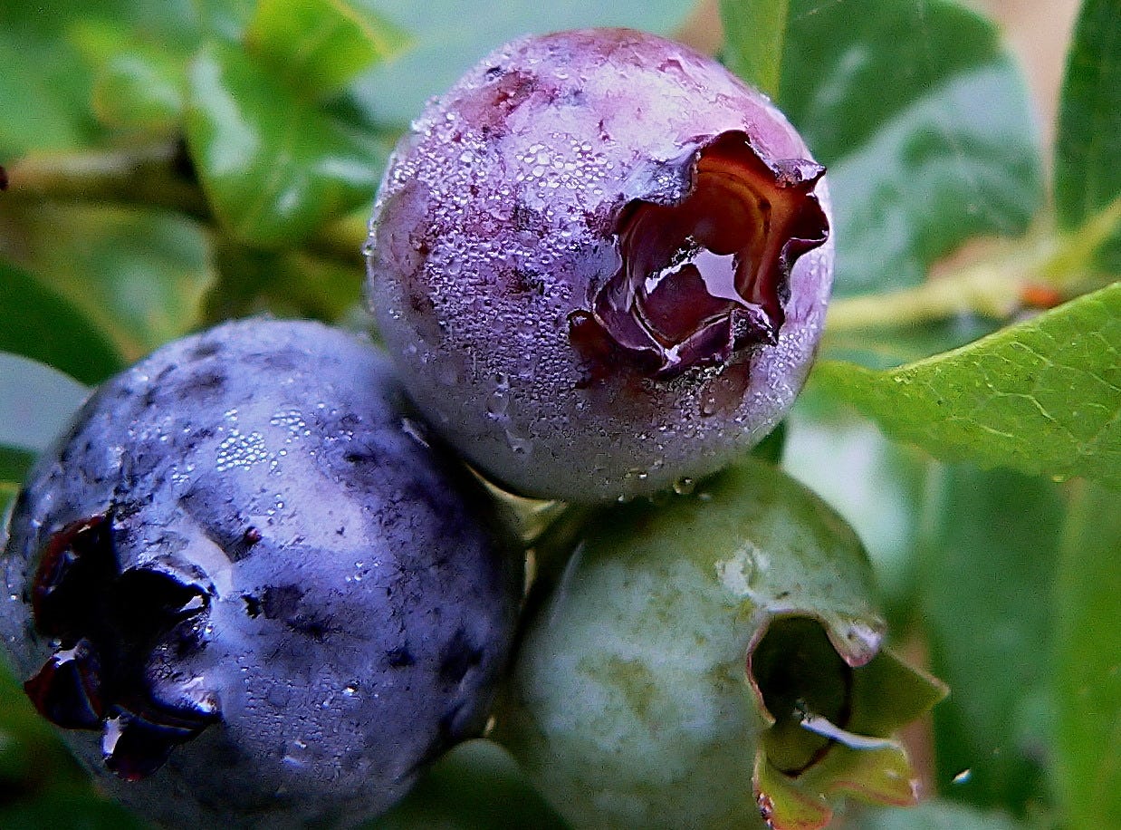 Wild blueberries with dew Wild blueberries with dew