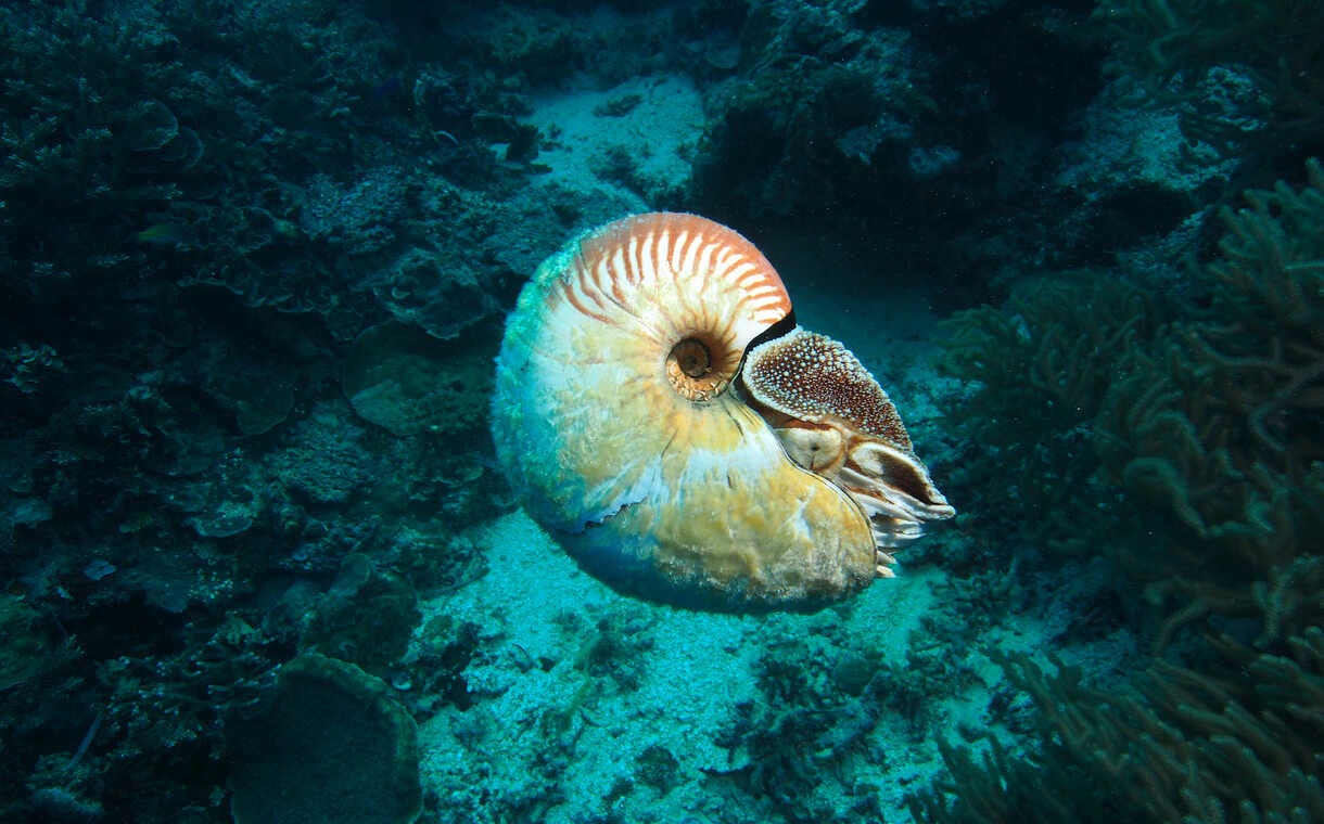 A nautilus swims off the coast of Ndrova Island