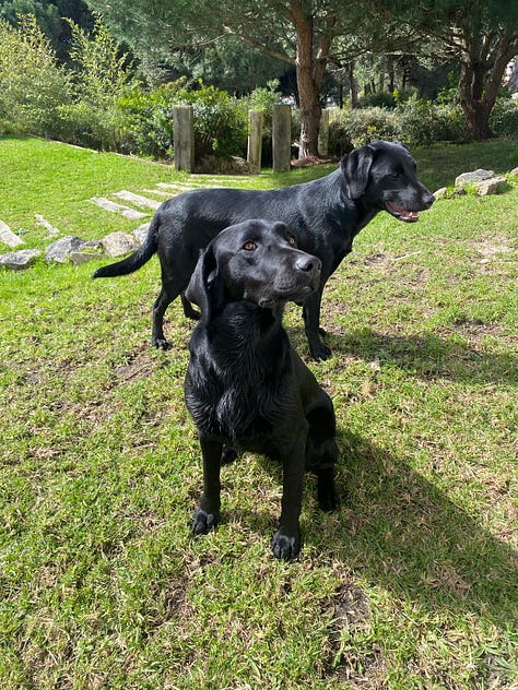Labradors