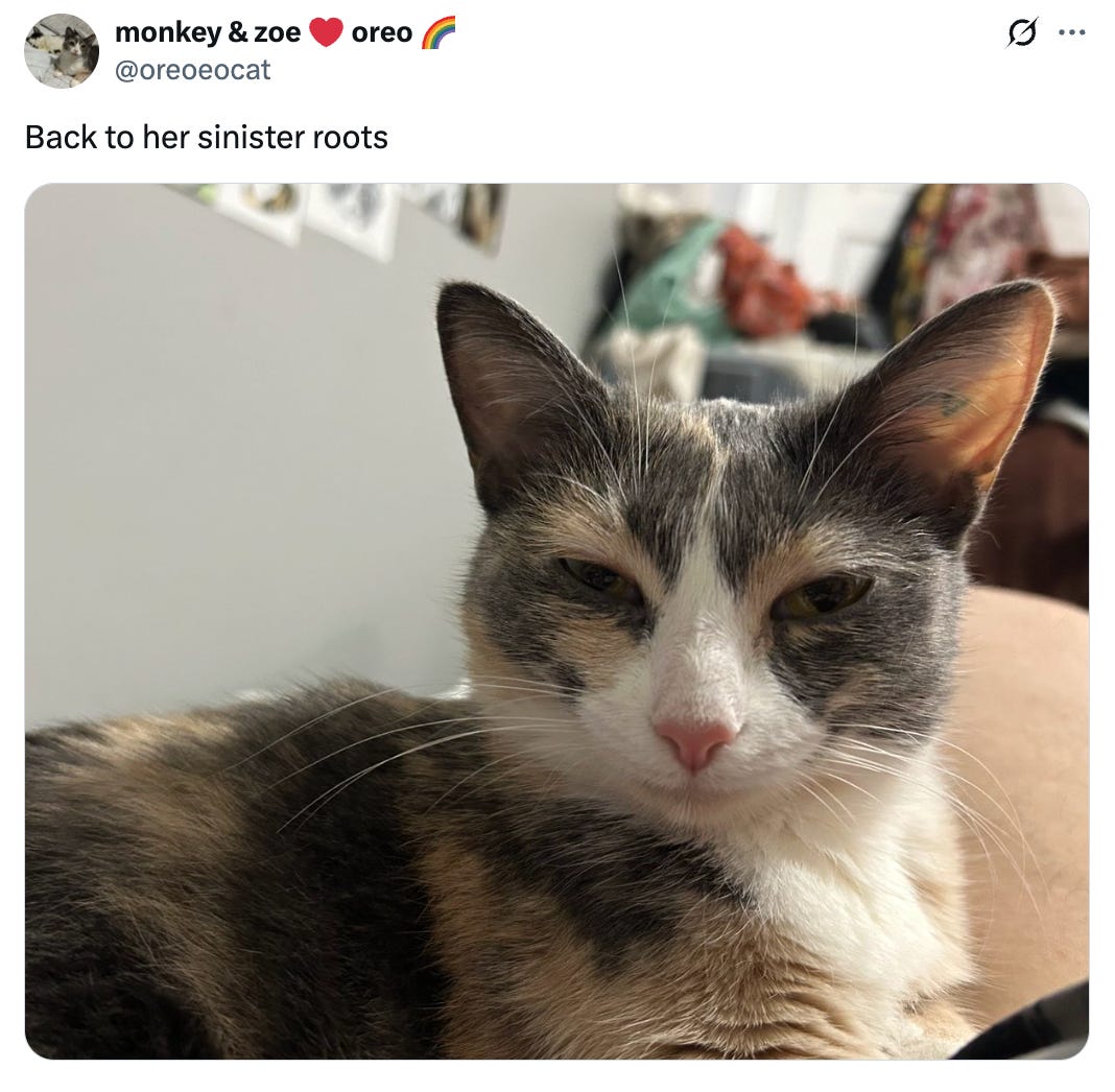 Tweet from @oreoeocat that reads, "Back to her sinister roots," and features a calico cat looking very evil with its eyes squinted down and a smirk