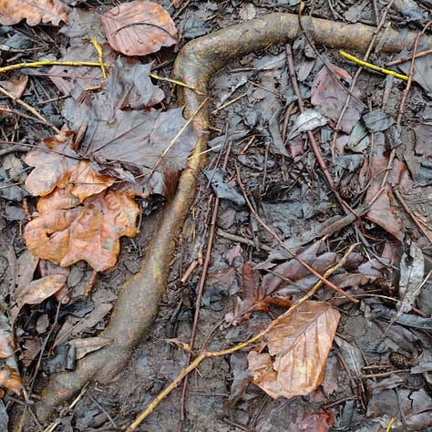 Images of light cutting through the gloom of an overgrown path; a bright red twig cutting across the brown and green shades of a trimmed hedge; a root rising up through the mud and cutting across the muddy path strewn with dead leave, threatening to trip me up