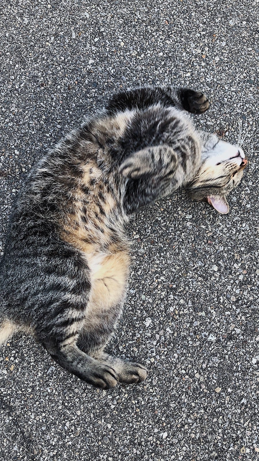 Dark gray striped cat rolling on asphalt looking content