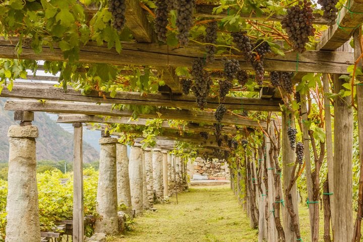 the pergola of row grapes - susanna mattioda - Photography, Landscapes & Nature, Other Landscapes & Nature - ArtPal