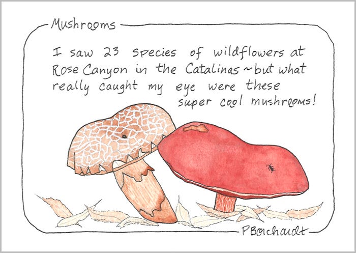 Mushrooms, Rose Canyon, Santa Catalina Mountains (pen & watercolor)