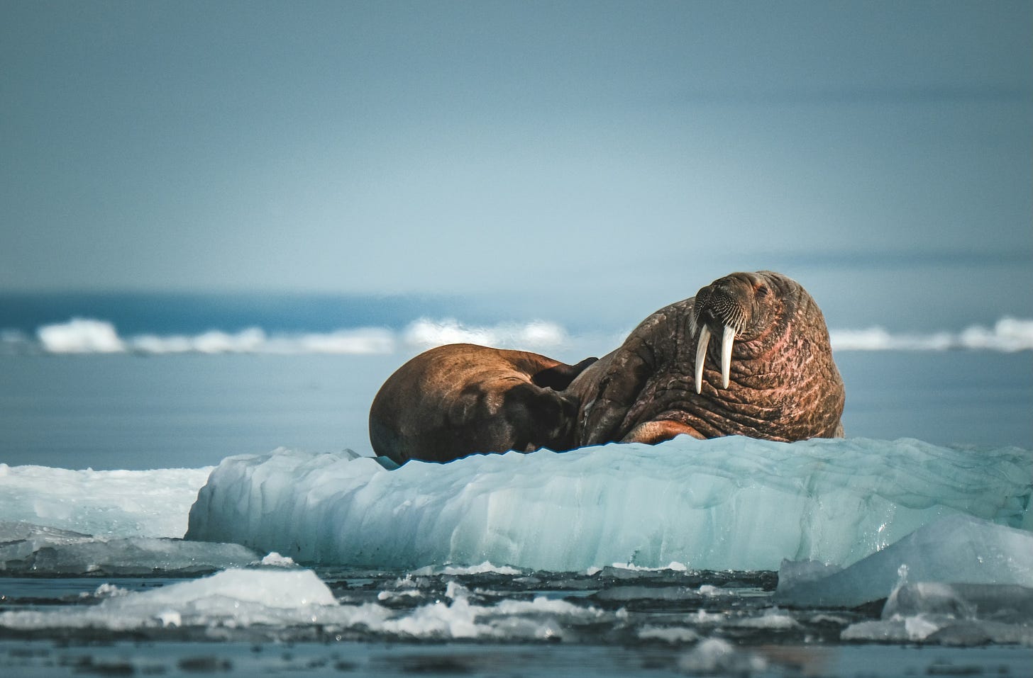 A walrus on an iceberg