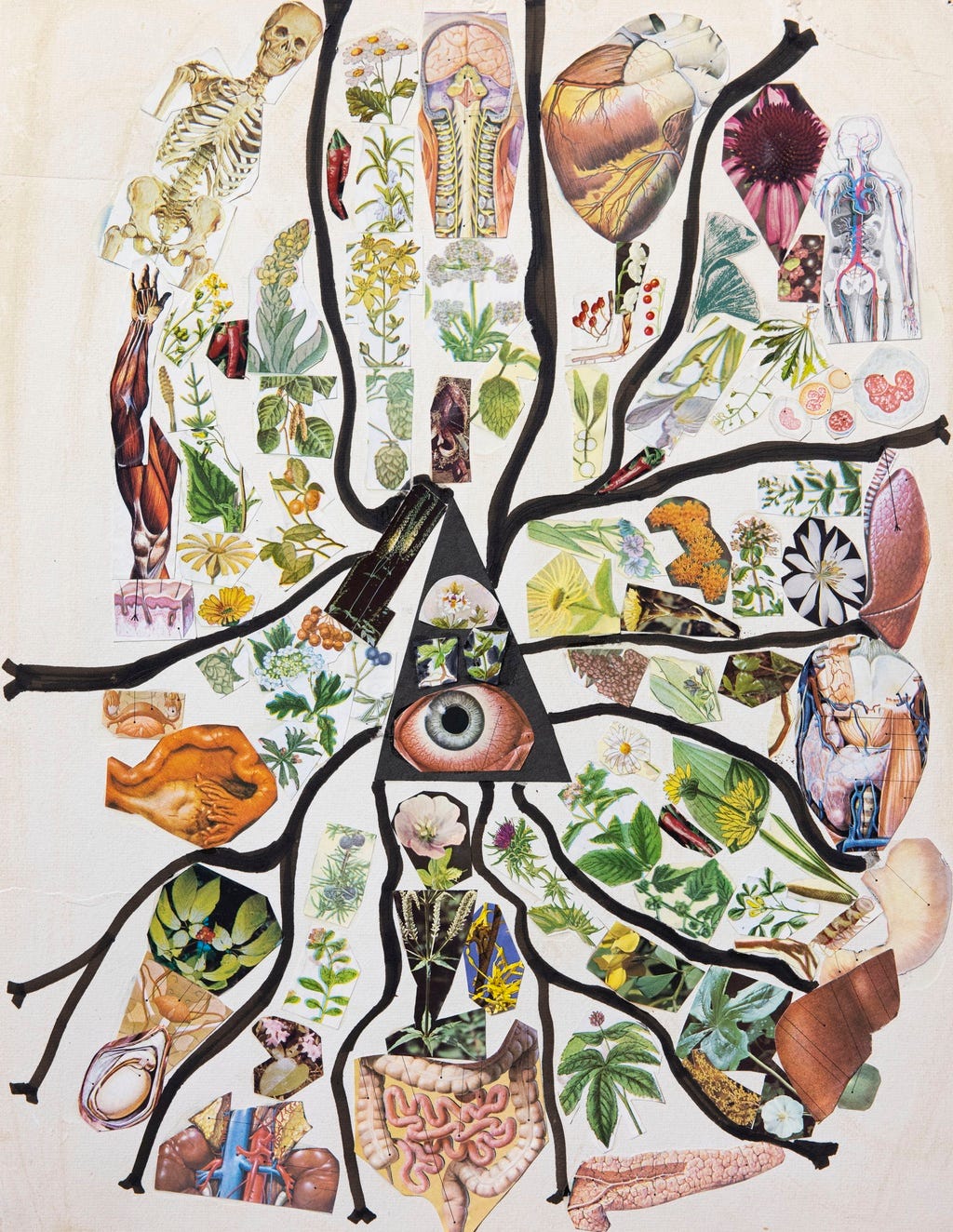 A collage featuring a variety of anatomical images of the human body along with images of plants and herbs, all culminating at the image of an eye at the center of the composition.