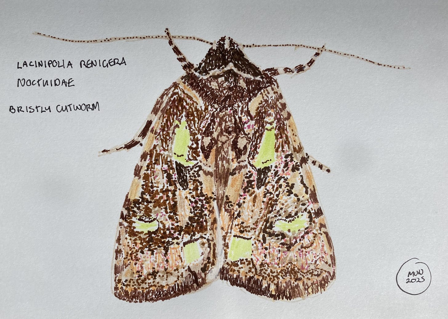 A felt pen drawing of a mottled brown moth with green patches on the wings, bristly cutworm, Lacinipola renigera, Noctuidae