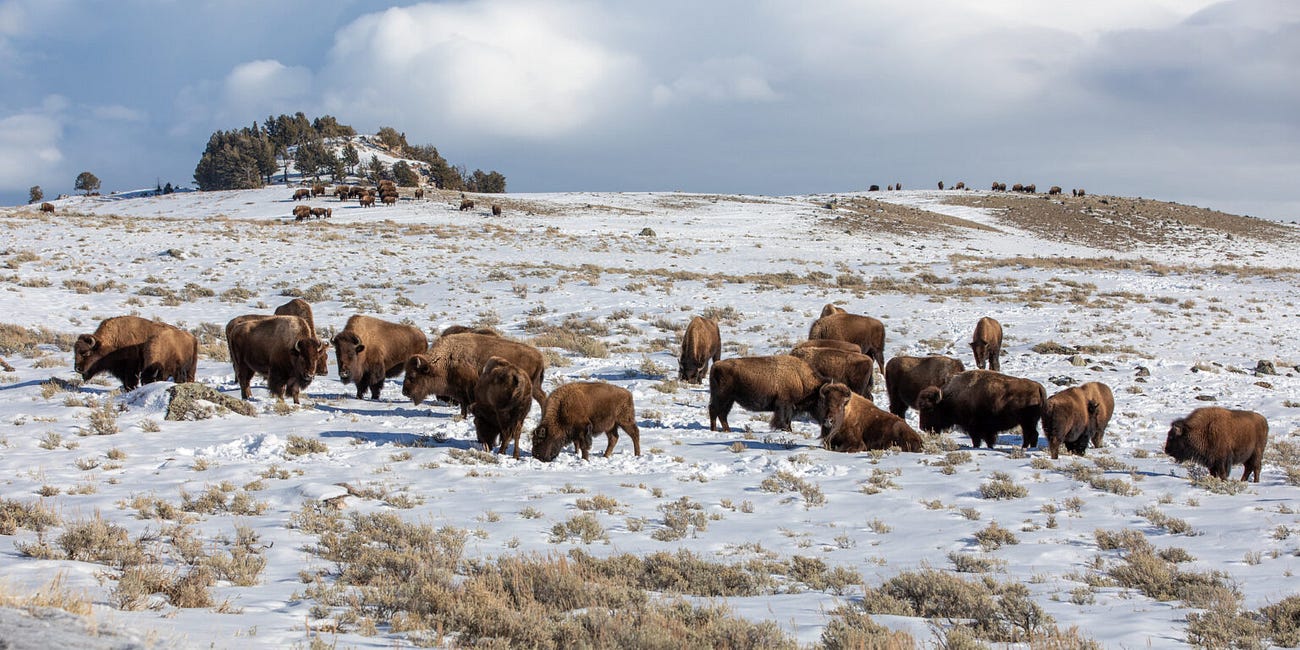 Yellowstone National Park Releases Record of Decision for New Bison Management Plan