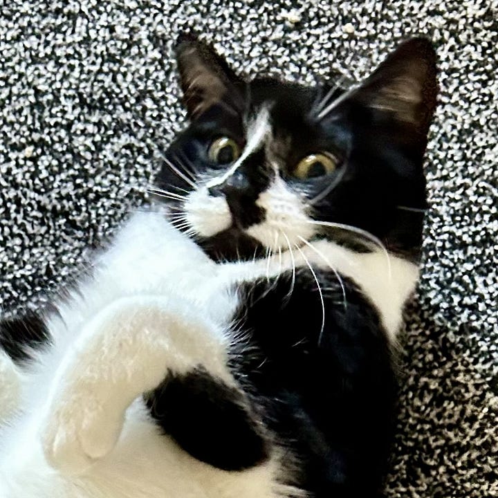 A gallery of four close up shots of Noodles with various cute and funny expressions