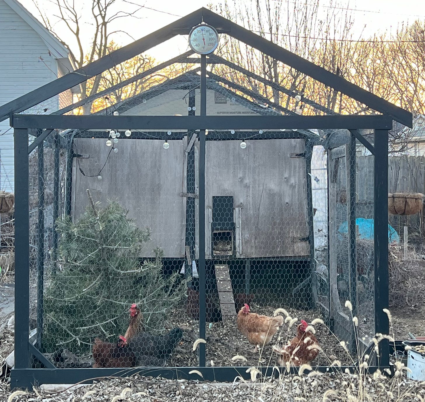 Backyard chicken coop Backyard chicken coop