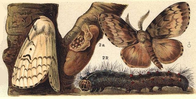 Gypsy/Spongy moth