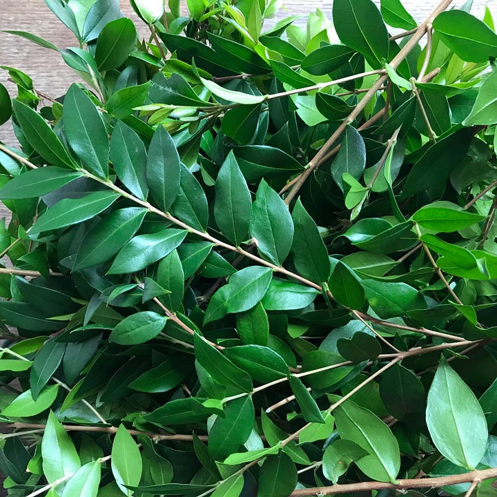 Delicate white myrtle flowers and leafy stems