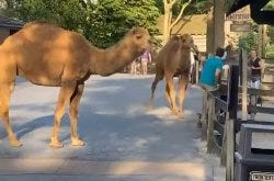 Two camels escape petting zoo at Cedar Point