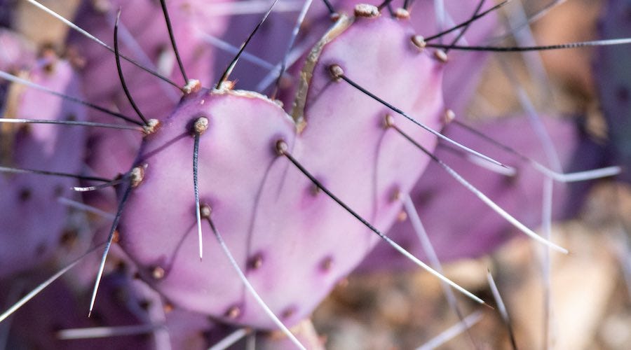 Pink cactus heart Pink cactus heart
