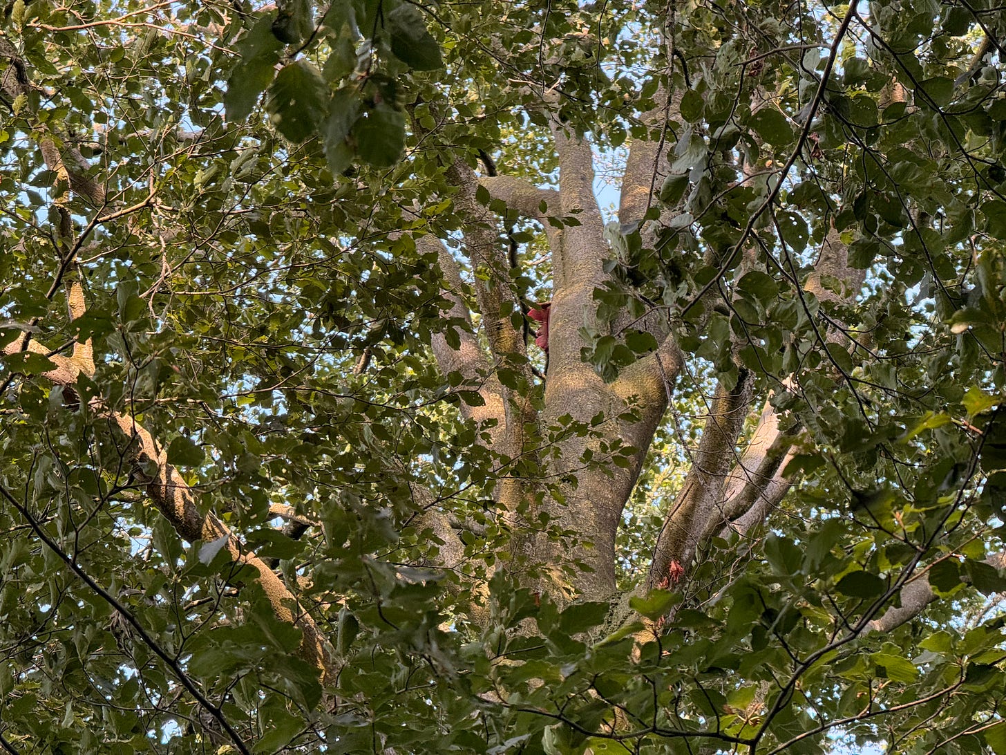 A piece of red cloth is just visible in the trees.