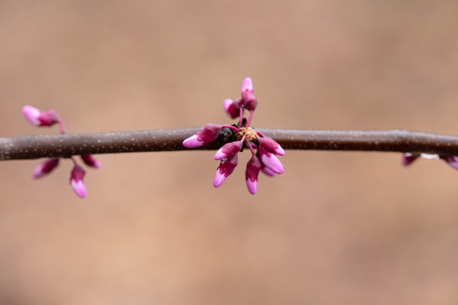 Close-up of a thin tree branch stretching from left to right across a tan background. The branch has a few clusters of cauliflorous flowers -- growing right from the branch instead of new shoots. They are all closed, very bright pink-purple buds, with darker (but still bright) calyces of fused sepals.