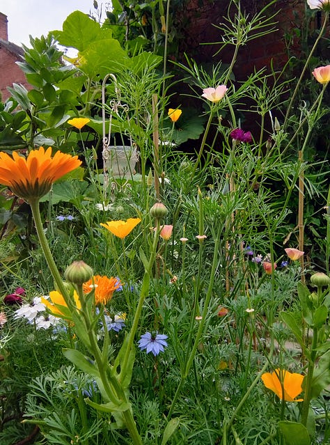 images of flowers, large tomatoes and two seed packets