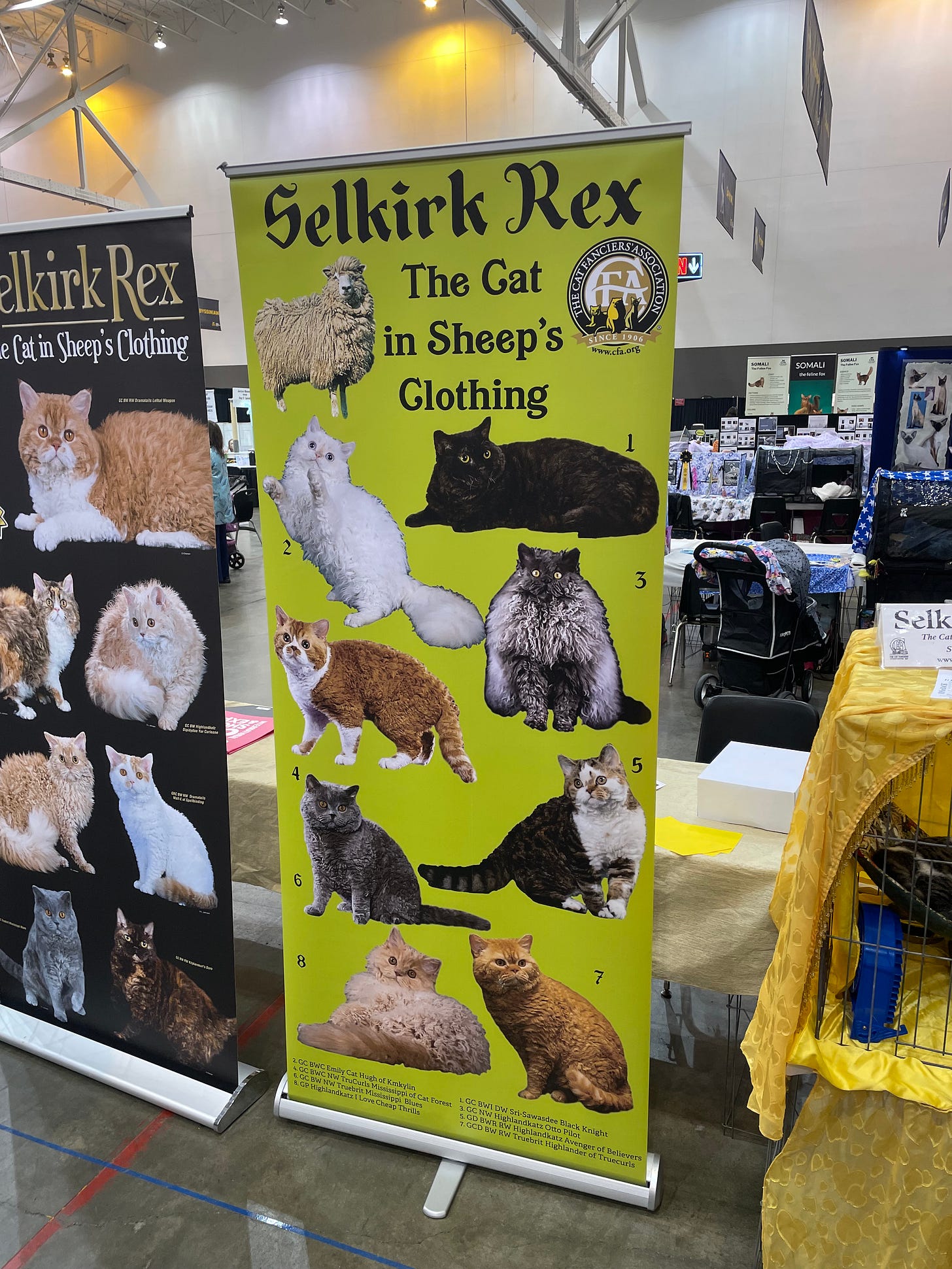 A weekend at the Cleveland International Cat Show